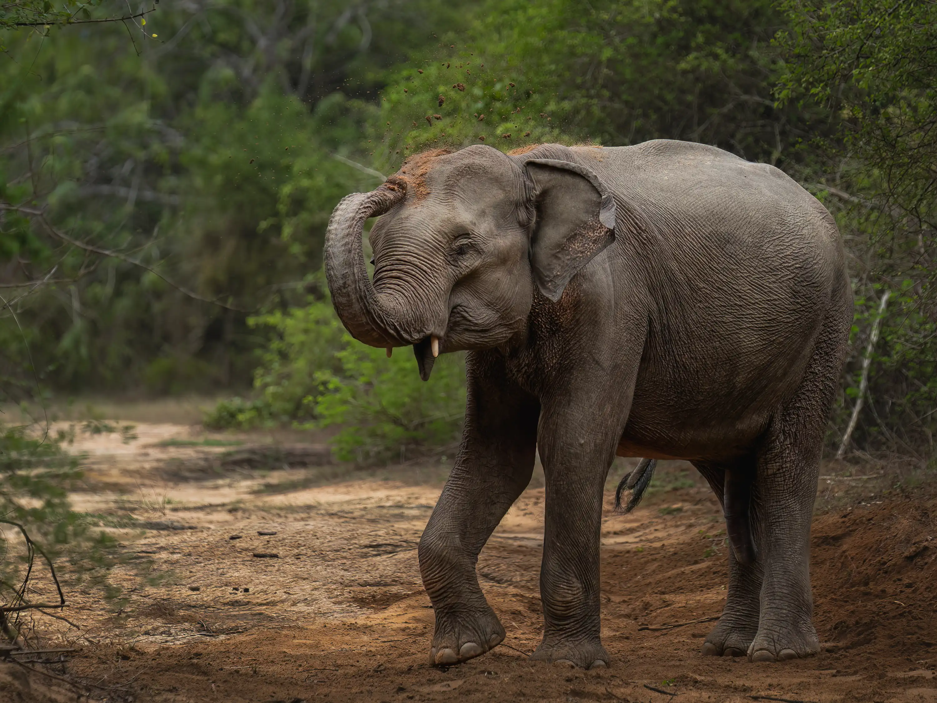 Sri Lanka Leopard Intensive gallery image 1